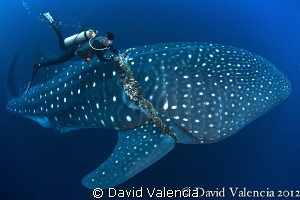 This divemaster frees a 35ft whale shark from a thick fis... by David Valencia 